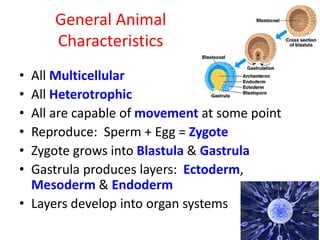 General Animal
Characteristics
• All Multicellular
• All Heterotrophic
• All are capable of movement at some point
• Reproduce: Sperm + Egg = Zygote
• Zygote grows into Blastula & Gastrula
• Gastrula produces layers: Ectoderm,
Mesoderm & Endoderm
• Layers develop into organ systems
 