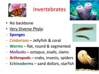 Invertebrates
• No backbone
• Very Diverse Phyla:
- Sponges
- Cnidarians – Jellyfish & coral
- Worms – flat, round & segmented
- Mollusks – octopus, snails, clams
- Arthropods – crabs, insects, spiders
- Echinoderms – sand dollars, starfish
 