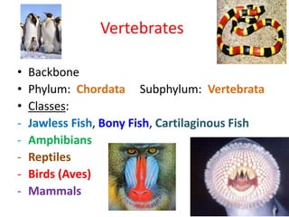 Vertebrates
• Backbone
• Phylum: Chordata Subphylum: Vertebrata
• Classes:
- Jawless Fish, Bony Fish, Cartilaginous Fish
- Amphibians
- Reptiles
- Birds (Aves)
- Mammals
 