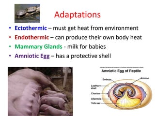 Adaptations
• Ectothermic – must get heat from environment
• Endothermic – can produce their own body heat
• Mammary Glands - milk for babies
• Amniotic Egg – has a protective shell
 
