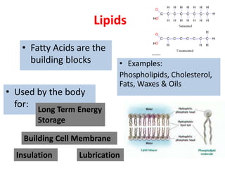 Lipids
• Fatty Acids are the
building blocks • Examples:
Phospholipids, Cholesterol,
Fats, Waxes & Oils
• Used by the body
for:
Long Term Energy
Storage
Building Cell Membrane
Insulation Lubrication
 