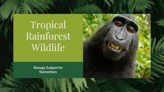 Tropical
Rainforest
Wildlife
Biology Subject for
Elementary
 