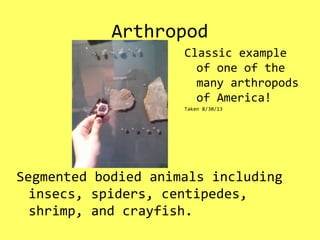 Arthropod
Segmented bodied animals including
insecs, spiders, centipedes,
shrimp, and crayfish.
Classic example
of one of the
many arthropods
of America!
Taken 8/30/13
 