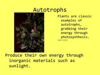 Autotrophs
Produce their own energy through
inorganic materials such as
sunlight.
Plants are classic
examples of
autotrophs,
grabbing their
energy through
photosynthesis.
Taken 9/2/13
 