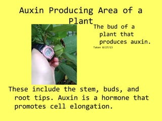 Auxin Producing Area of a
Plant
These include the stem, buds, and
root tips. Auxin is a hormone that
promotes cell elongation.
The bud of a
plant that
produces auxin.
Taken 8/27/13
 