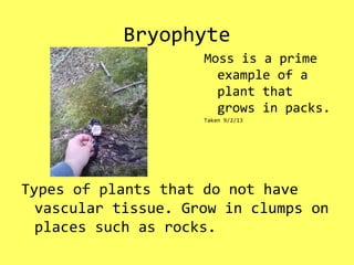 Bryophyte
Types of plants that do not have
vascular tissue. Grow in clumps on
places such as rocks.
Moss is a prime
example of a
plant that
grows in packs.
Taken 9/2/13
 