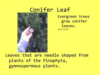Conifer Leaf
Leaves that are needle shaped from
plants of the Pinophyta,
gymnospermous plants.
Evergreen trees
grow conifer
leaves.
Taken 9/2/13
 