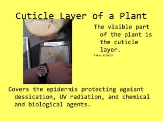 Cuticle Layer of a Plant
Covers the epidermis protecting agaisnt
dessication, UV radiation, and chemical
and biological agents.
The visible part
of the plant is
the cuticle
layer.
Taken 8/30/13
 