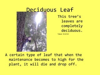 Deciduous Leaf
A certain type of leaf that when the
maintenance becomes to high for the
plant, it will die and drop off.
This tree’s
leaves are
completely
deciduous.
Taken 9/2/13
 