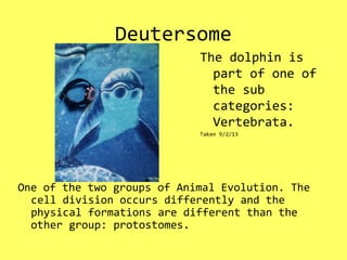 Deutersome
One of the two groups of Animal Evolution. The
cell division occurs differently and the
physical formations are different than the
other group: protostomes.
The dolphin is
part of one of
the sub
categories:
Vertebrata.
Taken 9/2/13
 