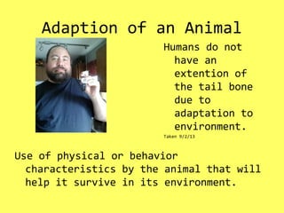 Adaption of an Animal
Use of physical or behavior
characteristics by the animal that will
help it survive in its environment.
Humans do not
have an
extention of
the tail bone
due to
adaptation to
environment.
Taken 9/2/13
 