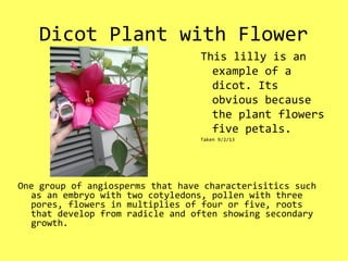 Dicot Plant with Flower
One group of angiosperms that have characterisitics such
as an embryo with two cotyledons, pollen with three
pores, flowers in multiplies of four or five, roots
that develop from radicle and often showing secondary
growth.
This lilly is an
example of a
dicot. Its
obvious because
the plant flowers
five petals.
Taken 9/2/13
 
