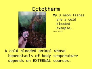 Ectotherm
A cold blooded animal whose
homeostasis of body temperature
depends on EXTERNAL sources.
My 3 neon fishes
are a cold
blooded
example.
Taken 9/2/13
 