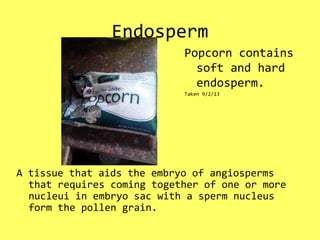 Endosperm
A tissue that aids the embryo of angiosperms
that requires coming together of one or more
nucleui in embryo sac with a sperm nucleus
form the pollen grain.
Popcorn contains
soft and hard
endosperm.
Taken 9/2/13
 
