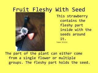 Fruit Fleshy With Seed
The part of the plant can either come
from a single flower or multiple
groups. The fleshy part holds the seed.
This strawberry
contains the
fleshy part
inside with the
seeds around
it.
Taken 9/2/13
 