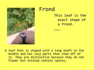 Frond
A leaf that is shaped with a long shaft in the
middle and has lacy parts that stem off of
it. They are distinctive because they do not
flower but instead contain spores,
This leaf is the
exact shape of
a frond.
9/18/13
 