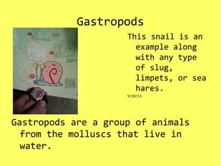 Gastropods
Gastropods are a group of animals
from the molluscs that live in
water.
This snail is an
example along
with any type
of slug,
limpets, or sea
hares.
9/18/13
 