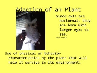Adaption of an Plant
Use of physical or behavior
characteristics by the plant that will
help it survive in its environment.
Since owls are
nocturnal, they
are born with
larger eyes to
see.
Taken 9/2/13
 