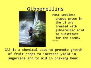 Gibberellins
GA3 is a chemical used to promote growth
of fruit crops to increase yield in
sugarcane and to aid in brewing beer.
Most seedless
grapes grown in
the US are
treated with
gibberellic acid
to substitute
for the seeds.
9/18/13
 
