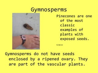 Gymnosperms
Gymnosperms do not have seeds
enclosed by a ripened ovary. They
are part of the vascular plants.
Pinecones are one
of the most
classic
examples of
plants with
exposed seeds.
9/18/13
 