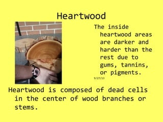 Heartwood
Heartwood is composed of dead cells
in the center of wood branches or
stems.
The inside
heartwood areas
are darker and
harder than the
rest due to
gums, tannins,
or pigments.
9/27/13
 
