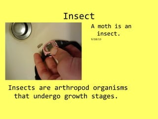 Insect
Insects are arthropod organisms
that undergo growth stages.
A moth is an
insect.
9/18/13
 