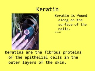 Keratin
Keratins are the fibrous proteins
of the epithelial cells in the
outer layers of the skin.
Keratin is found
along on the
surface of the
nails.
9/18/13
 