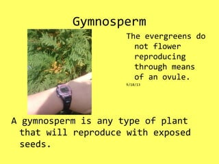 Gymnosperm
A gymnosperm is any type of plant
that will reproduce with exposed
seeds.
The evergreens do
not flower
reproducing
through means
of an ovule.
9/18/13
 