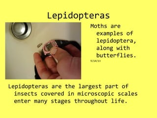 Lepidopteras
Lepidopteras are the largest part of
insects covered in microscopic scales
enter many stages throughout life.
Moths are
examples of
lepidoptera,
along with
butterflies.
9/14/13
 