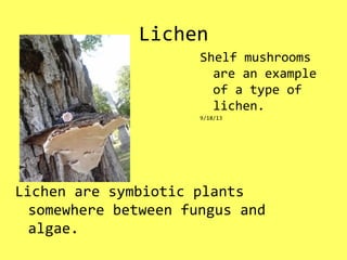 Lichen
Lichen are symbiotic plants
somewhere between fungus and
algae.
Shelf mushrooms
are an example
of a type of
lichen.
9/18/13
 