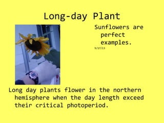 Long-day Plant
Long day plants flower in the northern
hemisphere when the day length exceed
their critical photoperiod.
Sunflowers are
perfect
examples.
9/17/13
 