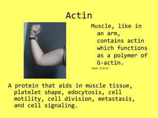 Actin
A protein that aids in muscle tissue,
platelet shape, edocytosis, cell
motility, cell division, metastasis,
and cell signaling.
Muscle, like in
an arm,
contains actin
which functions
as a polymer of
G-actin.
Taken 9/2/13
 