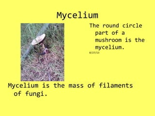 Mycelium
Mycelium is the mass of filaments
of fungi.
The round circle
part of a
mushroom is the
mycelium.
8/27/13
 