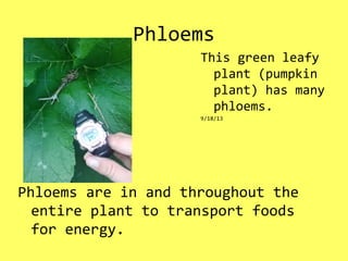 Phloems
Phloems are in and throughout the
entire plant to transport foods
for energy.
This green leafy
plant (pumpkin
plant) has many
phloems.
9/18/13
 