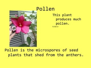Pollen
Pollen is the microspores of seed
plants that shed from the anthers.
This plant
produces much
pollen.
9/18/13
 