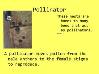 Pollinator
A pollinator moves pollen from the
male anthers to the female stigma
to reproduce.
These nests are
homes to many
bees that act
as pollinators.
9/18/13
 