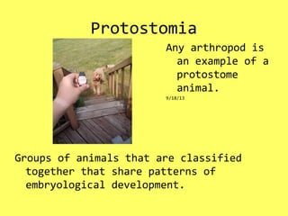 Protostomia
Groups of animals that are classified
together that share patterns of
embryological development.
Any arthropod is
an example of a
protostome
animal.
9/18/13
 