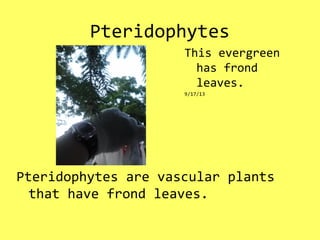 Pteridophytes
Pteridophytes are vascular plants
that have frond leaves.
This evergreen
has frond
leaves.
9/17/13
 