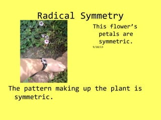 Radical Symmetry
The pattern making up the plant is
symmetric.
This flower’s
petals are
symmetric.
9/18/13
 