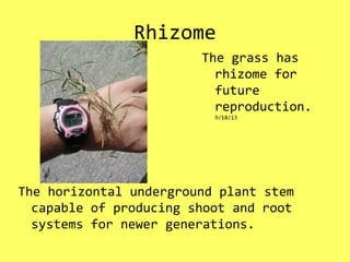 Rhizome
The horizontal underground plant stem
capable of producing shoot and root
systems for newer generations.
The grass has
rhizome for
future
reproduction.
9/18/13
 