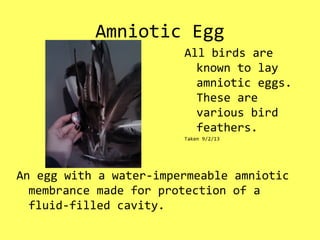 Amniotic Egg
An egg with a water-impermeable amniotic
membrance made for protection of a
fluid-filled cavity.
All birds are
known to lay
amniotic eggs.
These are
various bird
feathers.
Taken 9/2/13
 
