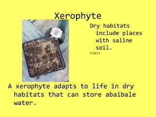Xerophyte
A xerophyte adapts to life in dry
habitats that can store abaibale
water.
Dry habitats
include places
with saline
soil.
9/18/13
 