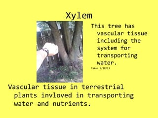 Xylem
Vascular tissue in terrestrial
plants invloved in transporting
water and nutrients.
This tree has
vascular tissue
including the
system for
transporting
water.
Taken 9/18/13
 