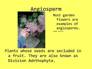 Angiosperm
Plants whose seeds are secluded in
a fruit. They are also known as
Division Adnthophyta.
Most garden
flowers are
examples of
angiosperms.
Taken 9/2/13
 