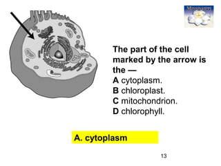 13
The part of the cell
marked by the arrow is
the —
A cytoplasm.
B chloroplast.
C mitochondrion.
D chlorophyll.
A. cytoplasm
 