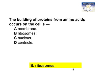 19
The building of proteins from amino acids
occurs on the cell’s —
A membrane.
B ribosomes.
C nucleus.
D centriole.
B. ribosomes
 