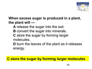 24
When excess sugar is produced in a plant,
the plant will —
A release the sugar into the soil.
B convert the sugar into minerals.
C store the sugar by forming larger
molecules.
D burn the leaves of the plant as it releases
energy.
C store the sugar by forming larger molecules
 