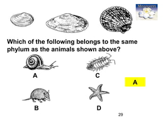 29
Which of the following belongs to the same
phylum as the animals shown above?
A
A
B
C
D
 