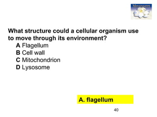 40
What structure could a cellular organism use
to move through its environment?
A Flagellum
B Cell wall
C Mitochondrion
D Lysosome
A. flagellum
 