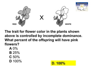 48
The trait for flower color in the plants shown
above is controlled by incomplete dominance.
What percent of the offspring will have pink
flowers?
A 0%
B 25%
C 50%
D 100%
D. 100%
 